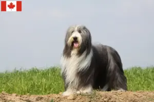 Read more about the article Hodowcy i szczenięta Bearded Collie w Kanada