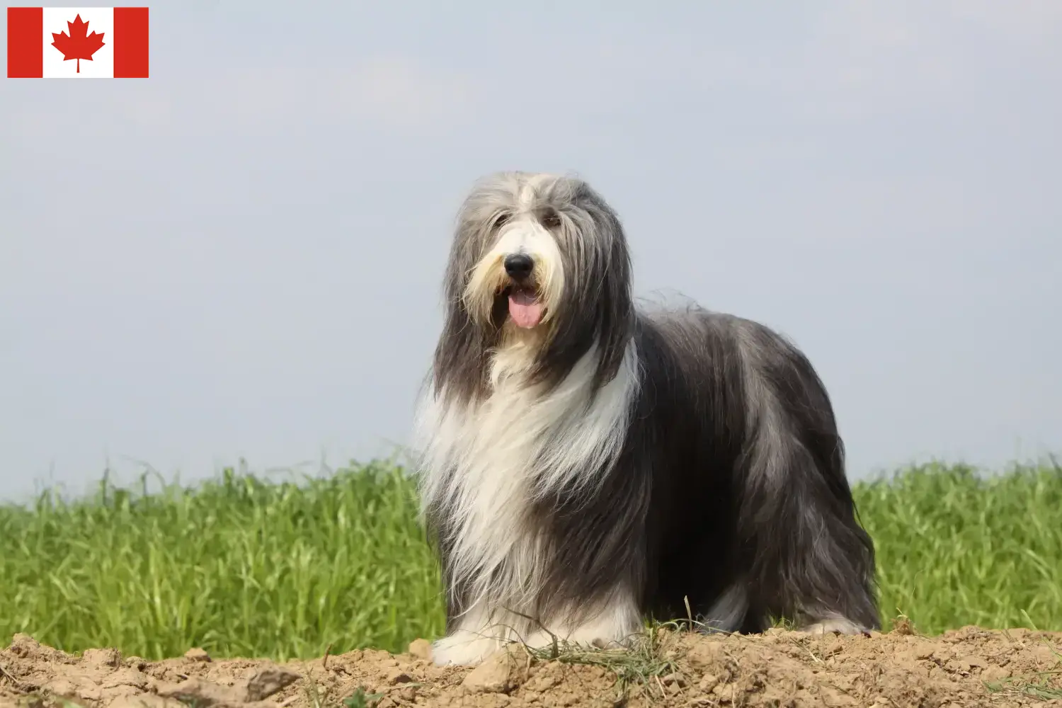 Read more about the article Hodowcy i szczenięta Bearded Collie w Kanada