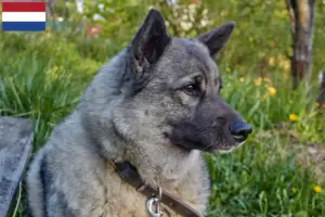 Read more about the article Hodowcy psów rasy Elkhound norweski i szczenięta w Holandia