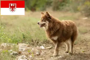 Read more about the article Hodowla reniferów lapońskich i szczeniąt w Brandenburgii