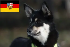 Read more about the article Hodowca reniferów lapońskich i szczeniąt w Kraj Saary