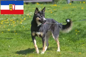 Read more about the article Hodowcy psów rasy renifer lapoński i szczenięta w Szlezwiku-Holsztynie