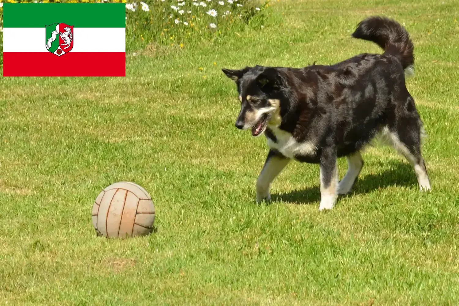 Szczenięta renifera lapońskiego i hodowca Nadrenia Północna-Westfalia Tutaj znajdziesz hodowców rasy Renifer lapoński w Nadrenia Północna-Westfalia.