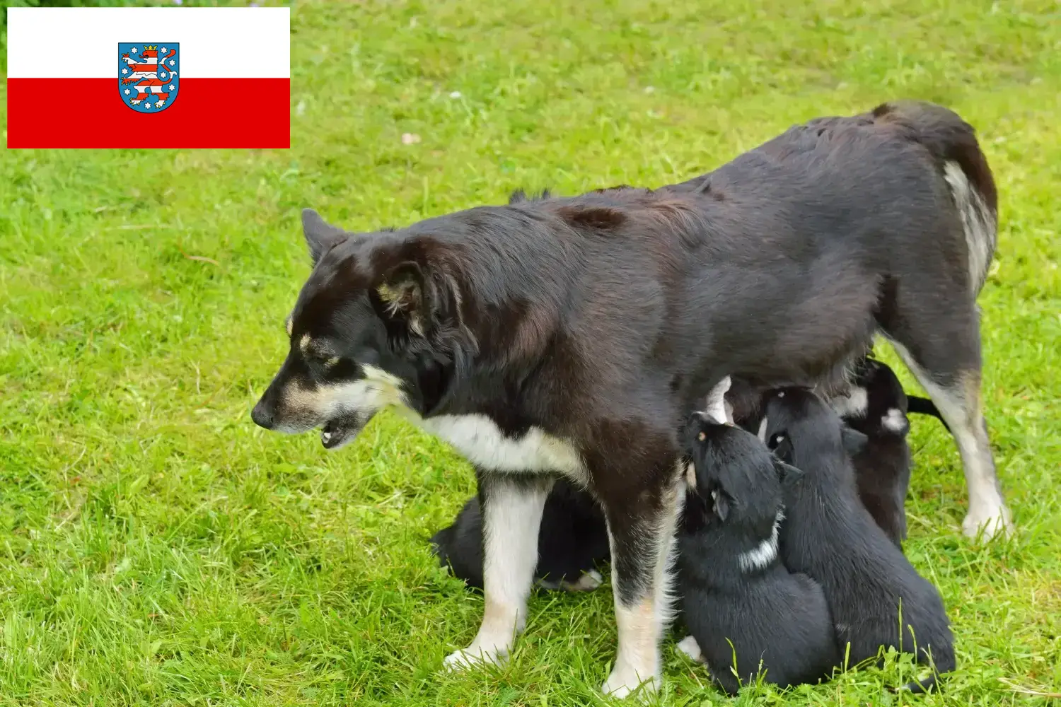 Szczeniaki i hodowcy psów rasy renifer lapoński Turyngia Tutaj znajdziesz hodowców rasy Renifer lapoński w Turyngia.