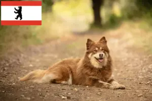 Read more about the article Hodowca reniferów lapońskich i szczeniąt w Berlinie