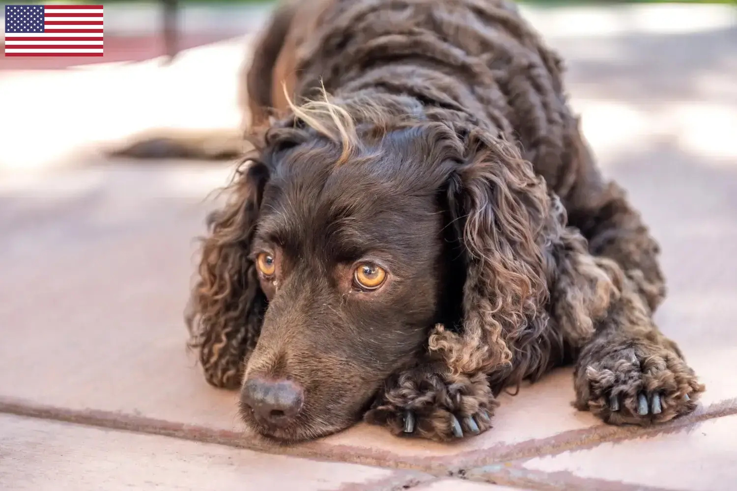 Read more about the article Hodowcy i szczenięta Amerykański spaniel wodny w USA