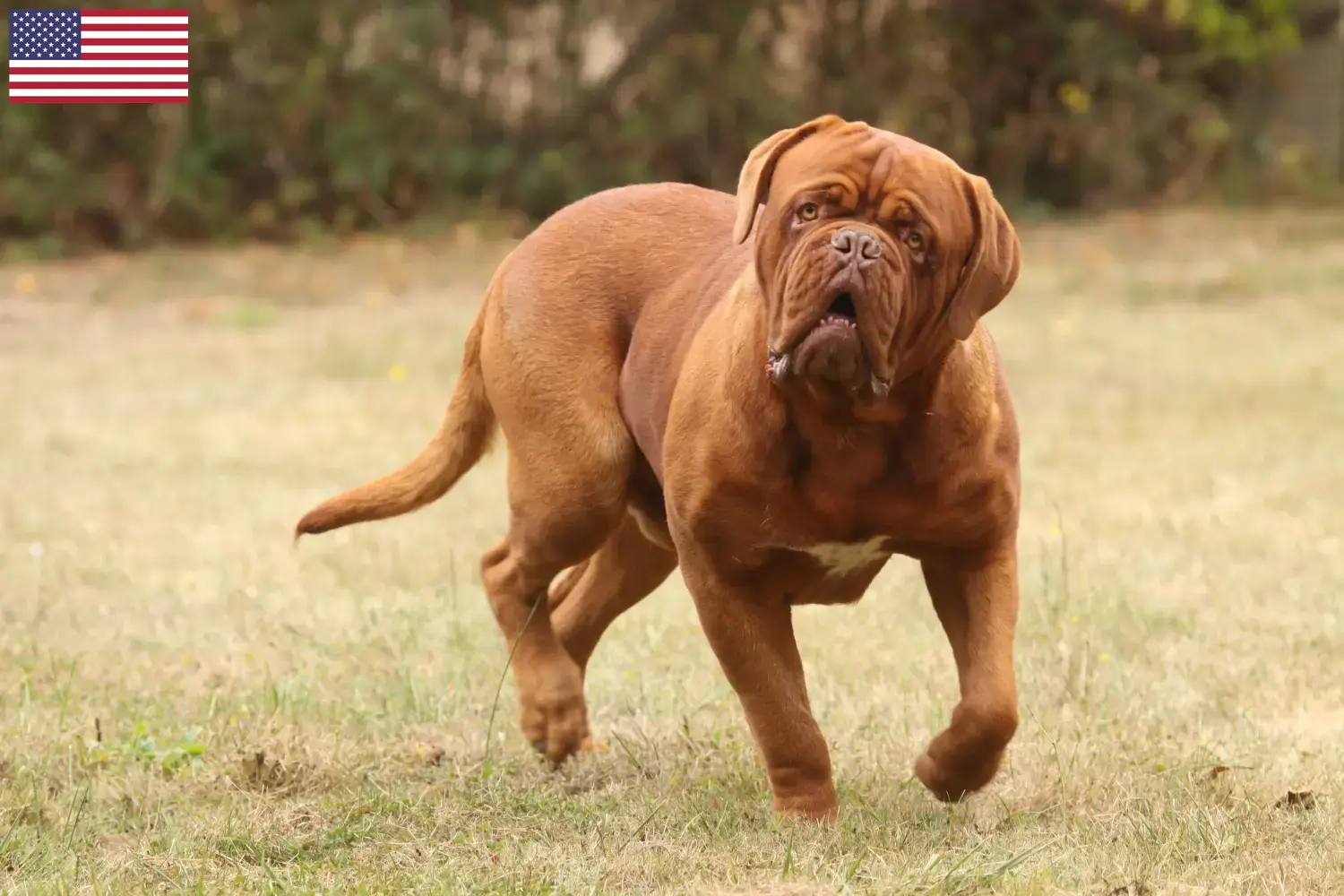 Dogue de Bordeaux szczenięta i hodowcy USA Tutaj znajdziesz hodowców Dogue de Bordeaux w USA.
