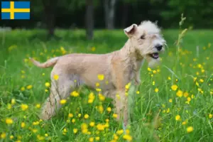 Read more about the article Hodowcy i szczenięta Lakeland terrier w Szwecja