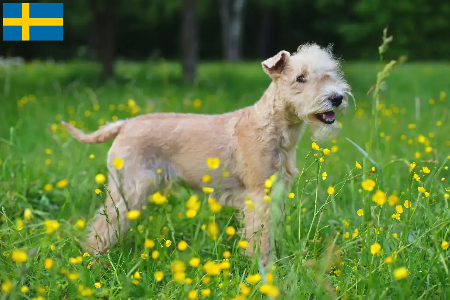 Read more about the article Hodowcy i szczenięta Lakeland terrier w Szwecja