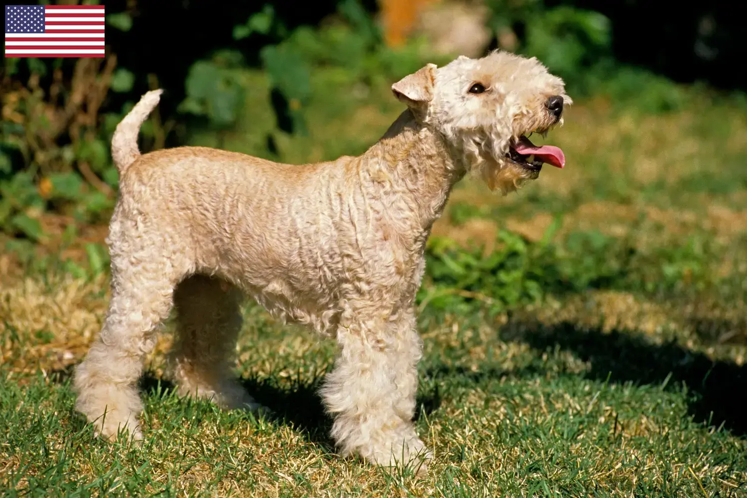 Read more about the article Hodowcy i szczenięta Lakeland terrier w USA