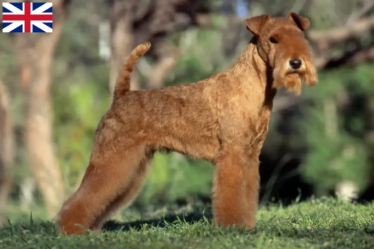 Lakeland terrier szczenięta i hodowcy Wielka Brytania Znajdź hodowców Lakeland terrier w Wielka Brytania tutaj.