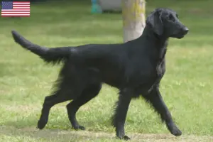 Read more about the article Hodowcy i szczenięta Flat Coated Retriever w USA