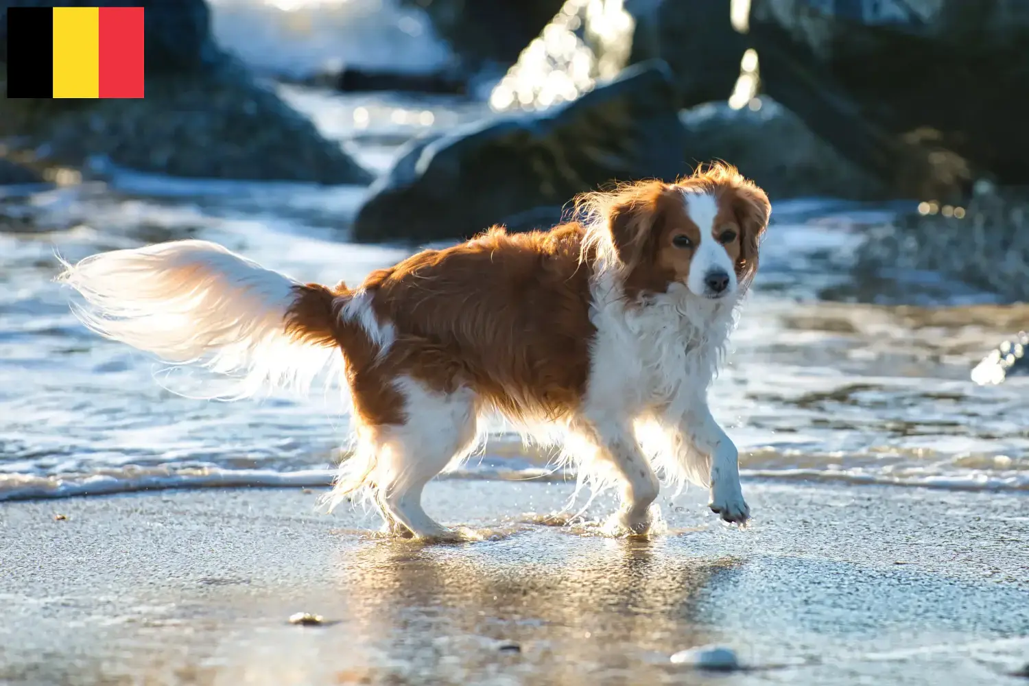 Read more about the article Holenderscy hodowcy i szczenięta Kooikerhondje w Belgia