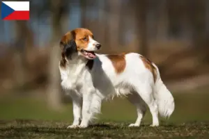 Read more about the article Hodowcy i szczenięta Kooikerhondje holenderski w Czechy