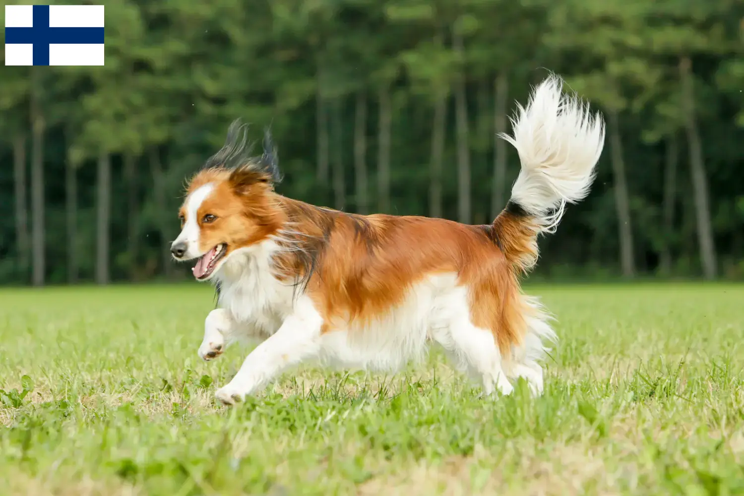 Holenderski Kooikerhondje szczenięta i hodowcy Finlandia Znajdź holenderskich hodowców Kooikerhondje w Finlandia tutaj.