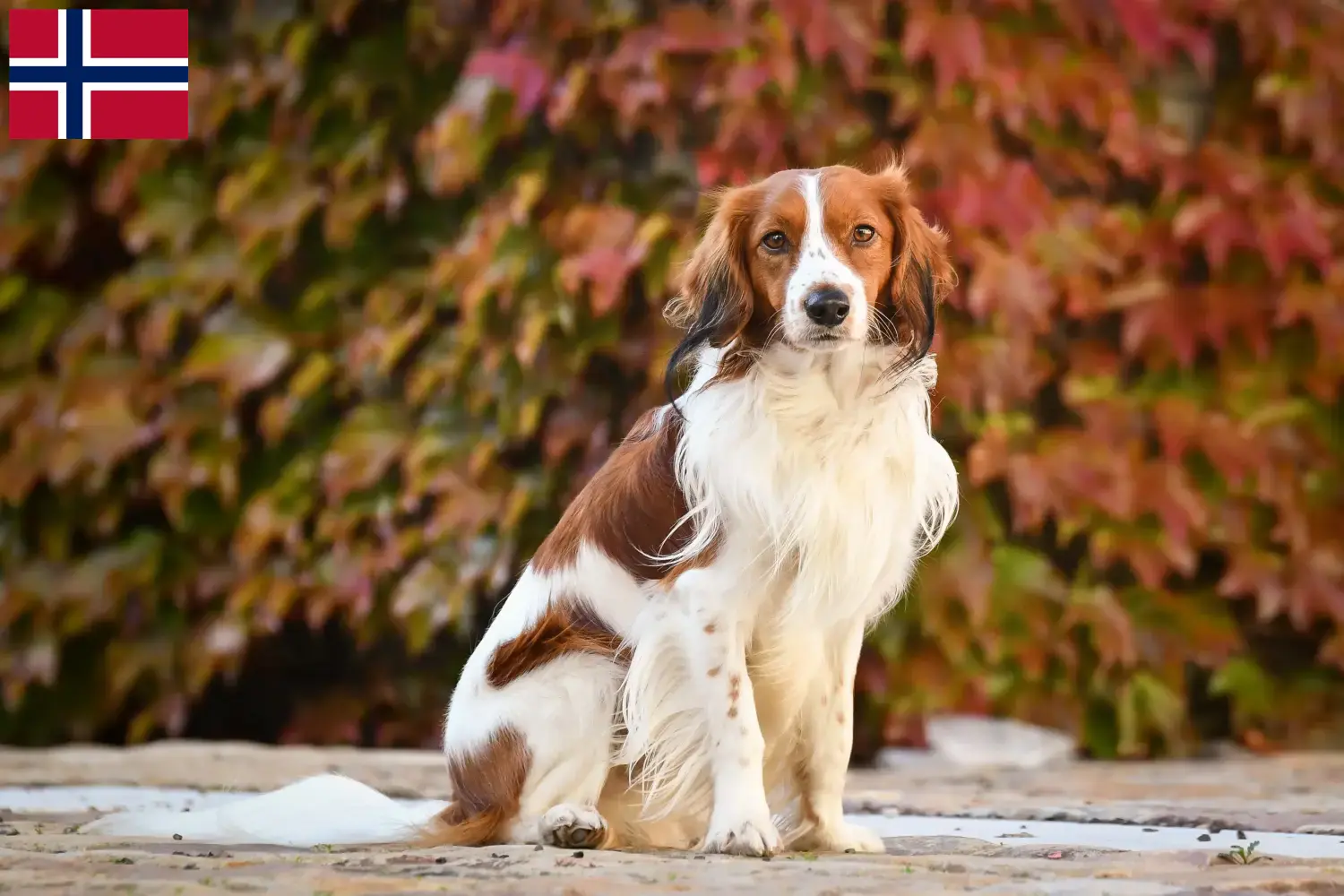 Read more about the article Holenderscy hodowcy i szczenięta Kooikerhondje w Norwegia