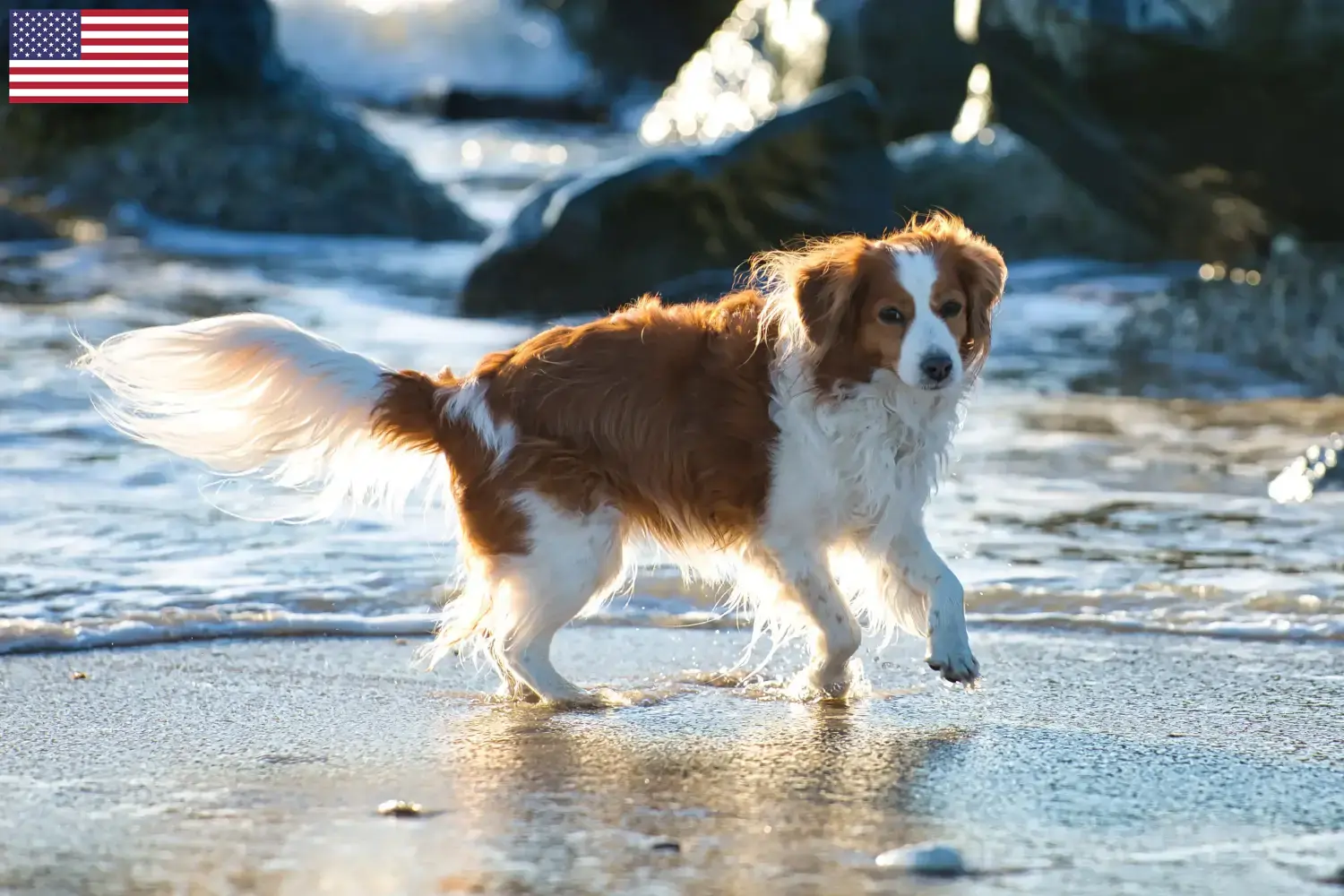 Read more about the article Hodowcy i szczenięta Kooikerhondje holenderski w USA