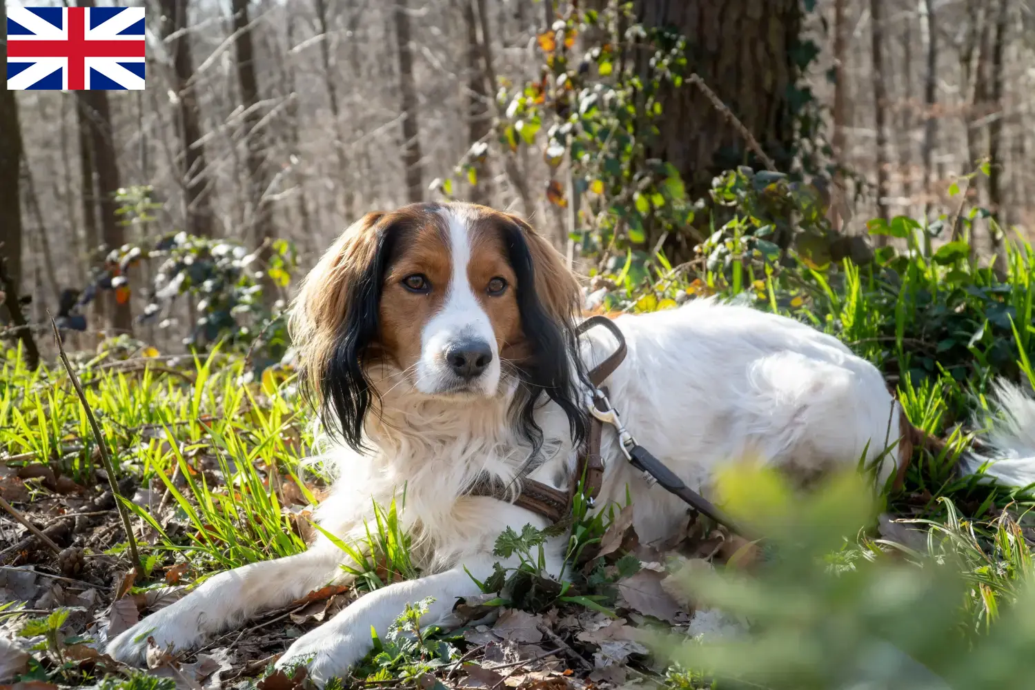 Read more about the article Holenderscy hodowcy i szczenięta Kooikerhondje w Wielka Brytania
