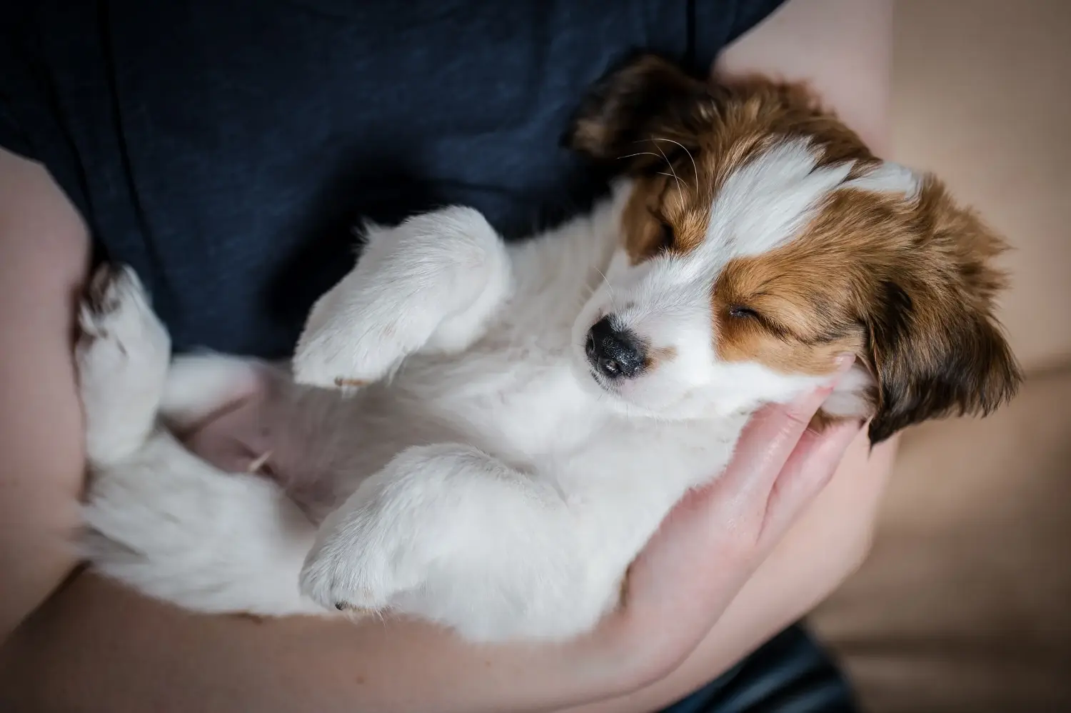Zakup szczeniaka rasy Dutch Kooikerhondje oznacza wzięcie na siebie odpowiedzialności! Kup holenderskie szczenięta Kooikerhondje.
