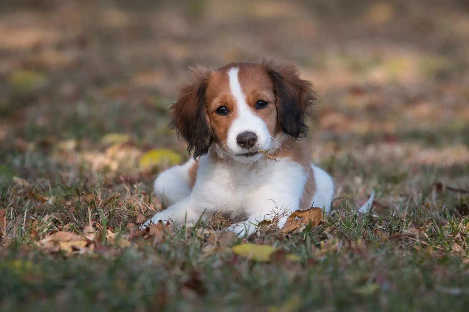Zakup szczeniaka rasy Dutch Kooikerhondje oznacza wzięcie na siebie odpowiedzialności! Kup holenderskie szczenięta Kooikerhondje.