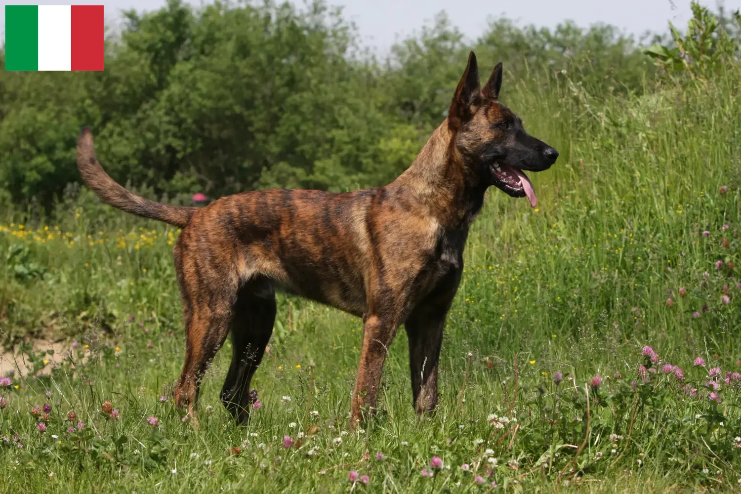 Hollandse Herdershond szczenięta i hodowcy Włochy Tutaj znajdziesz hodowców rasy Hollandse herdershonden w Włochy.