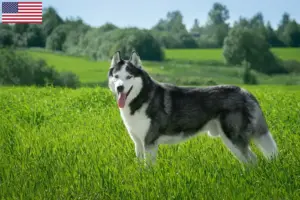 Read more about the article Hodowcy i szczenięta Husky w USA