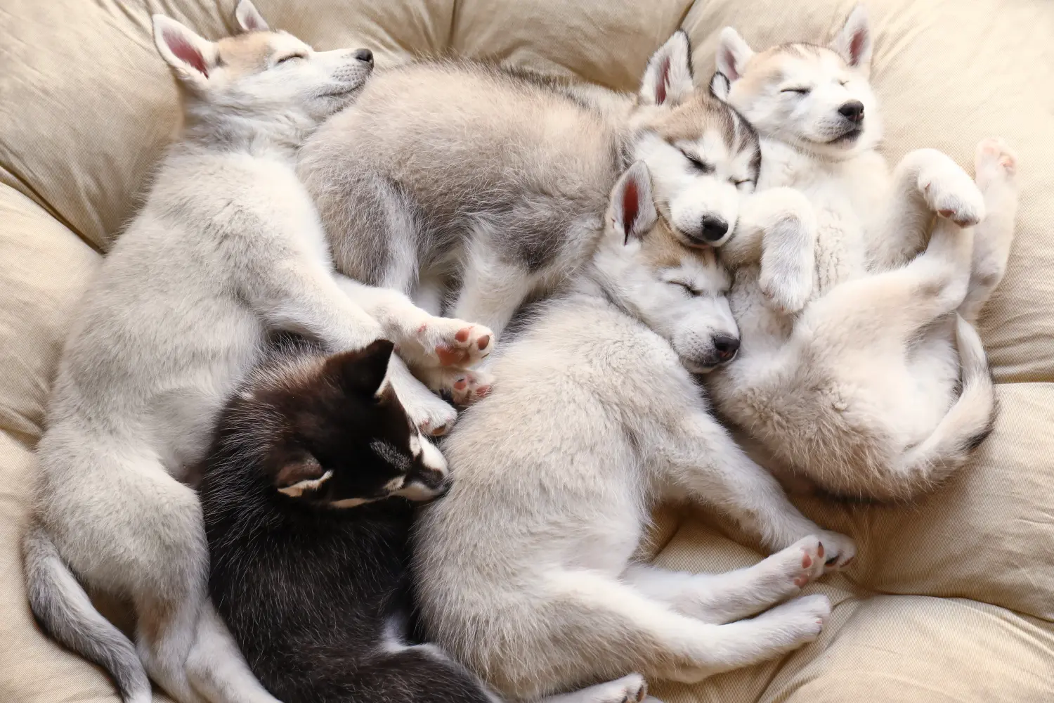 Kupno szczeniaka Husky oznacza wzięcie na siebie odpowiedzialności! Kup szczenięta Husky.