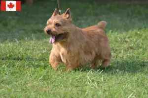 Read more about the article Irish Glen of Imaal Terrier Hodowcy i szczenięta w Kanadzie