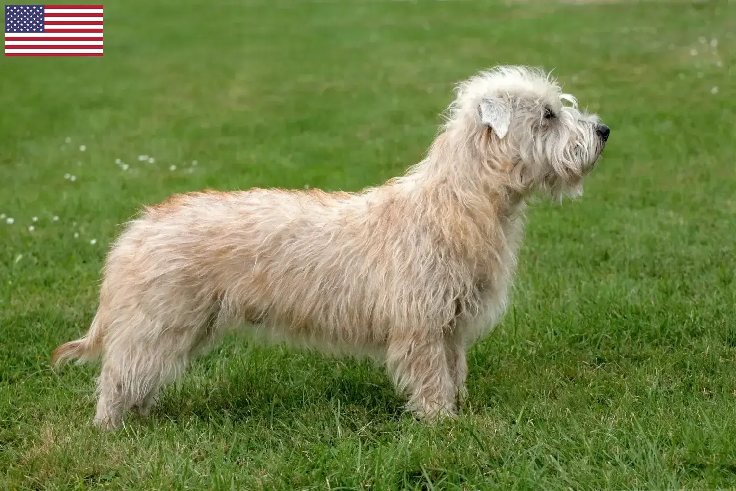Irish Glen of Imaal Terrier szczenięta i hodowcy USA Hodowców Irish Glen of Imaal Terrier w USA można znaleźć tutaj.