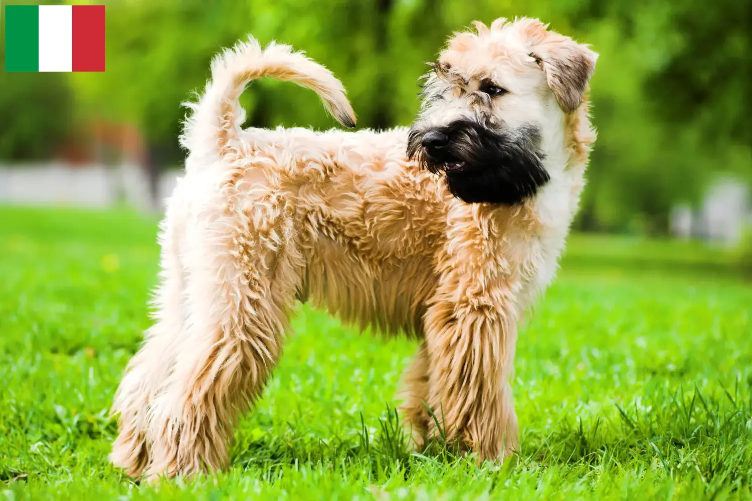 Irish Soft Coated Wheaten Terrier szczenięta i hodowcy Włochy Tutaj można znaleźć hodowców Irish Soft Coated Wheaten Terrier w Włochy.