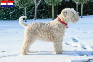 Read more about the article Hodowcy i szczenięta Irish soft coated wheaten terrier w Chorwacja