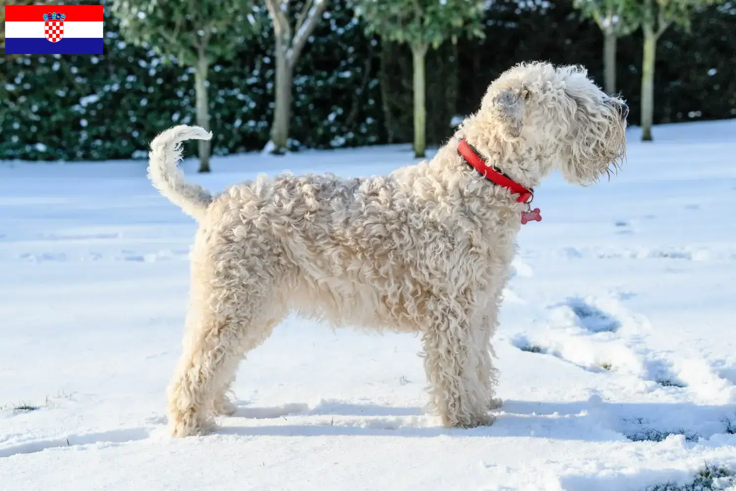 Irish Soft Coated Wheaten Terrier szczenięta i hodowcy Chorwacja Tutaj można znaleźć hodowców Irish Soft Coated Wheaten Terrier w Chorwacja.