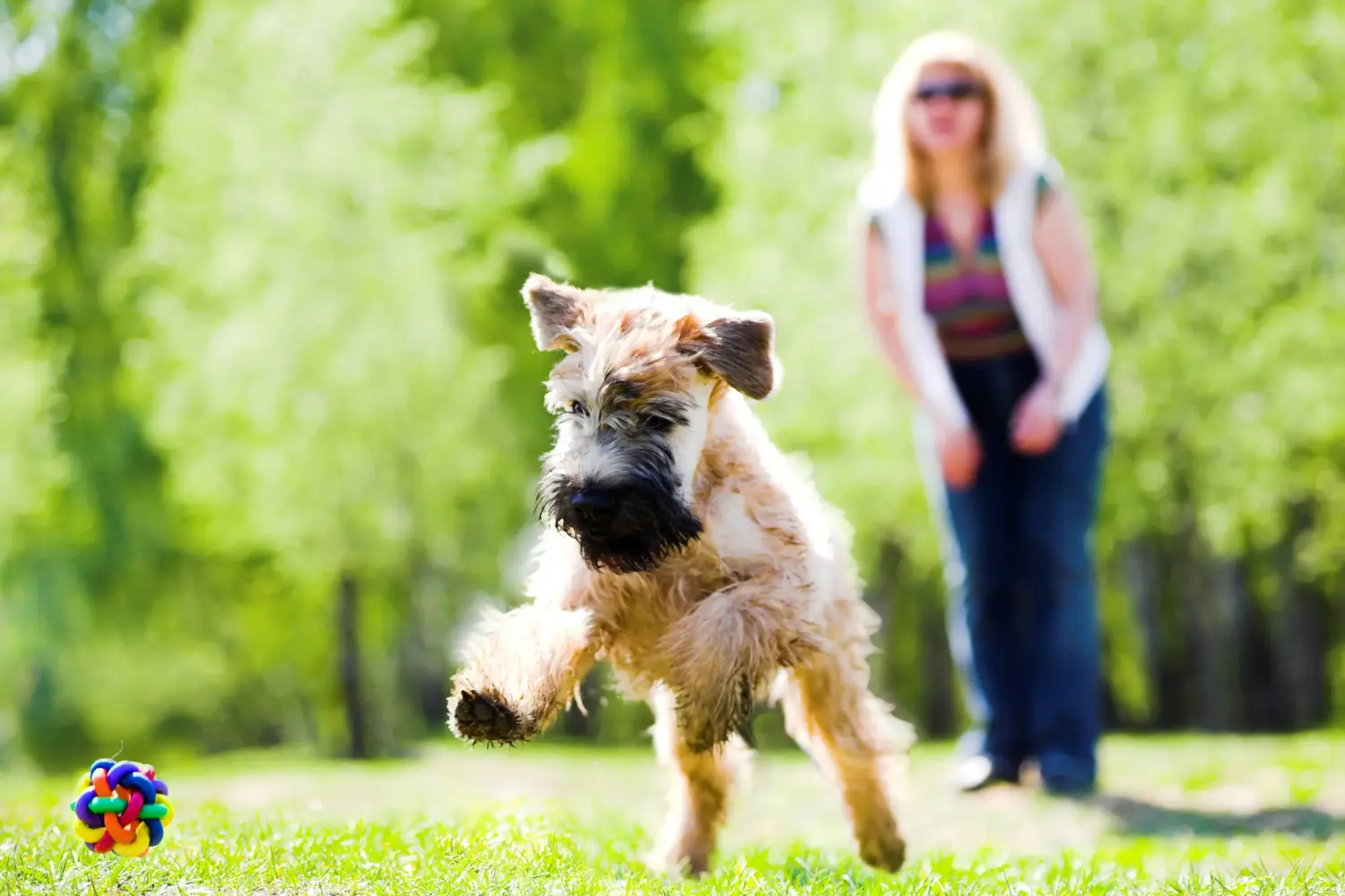 Zakup szczeniaka rasy Irish Soft Coated Wheaten Terrier oznacza wzięcie na siebie odpowiedzialności! Kup szczenięta irlandzkiego teriera pszenicznego o miękkim umaszczeniu.