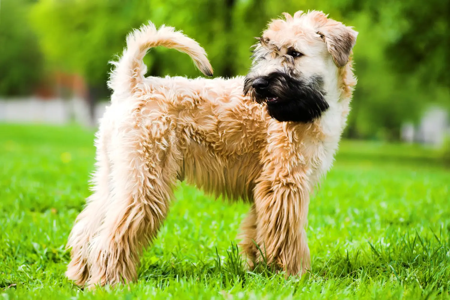 Zakup szczeniaka rasy Irish Soft Coated Wheaten Terrier oznacza wzięcie na siebie odpowiedzialności! Kup szczenięta irlandzkiego teriera pszenicznego o miękkim umaszczeniu.