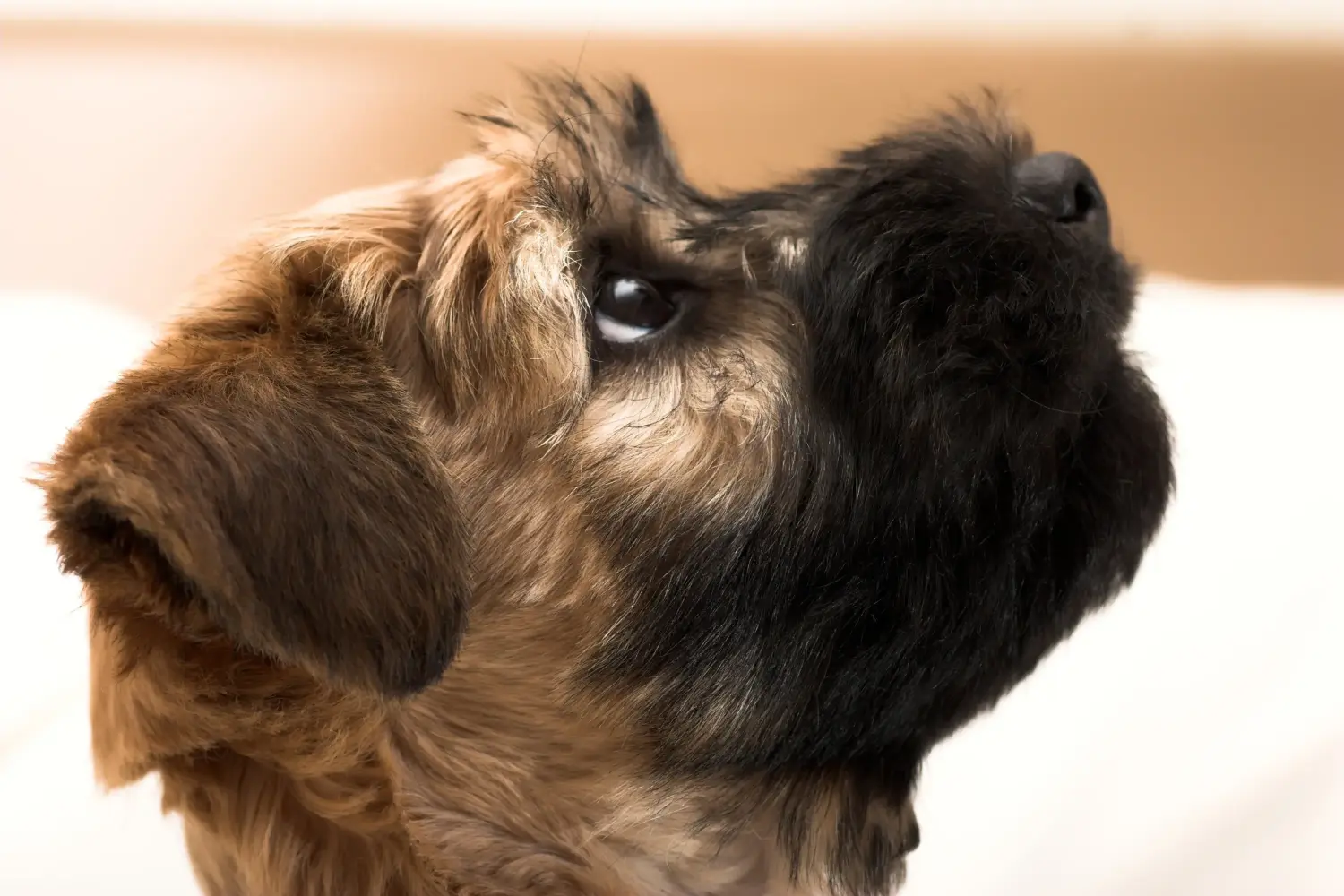 Zakup szczeniaka rasy Irish Soft Coated Wheaten Terrier oznacza wzięcie na siebie odpowiedzialności! Kup szczenięta irlandzkiego teriera pszenicznego o miękkim umaszczeniu.