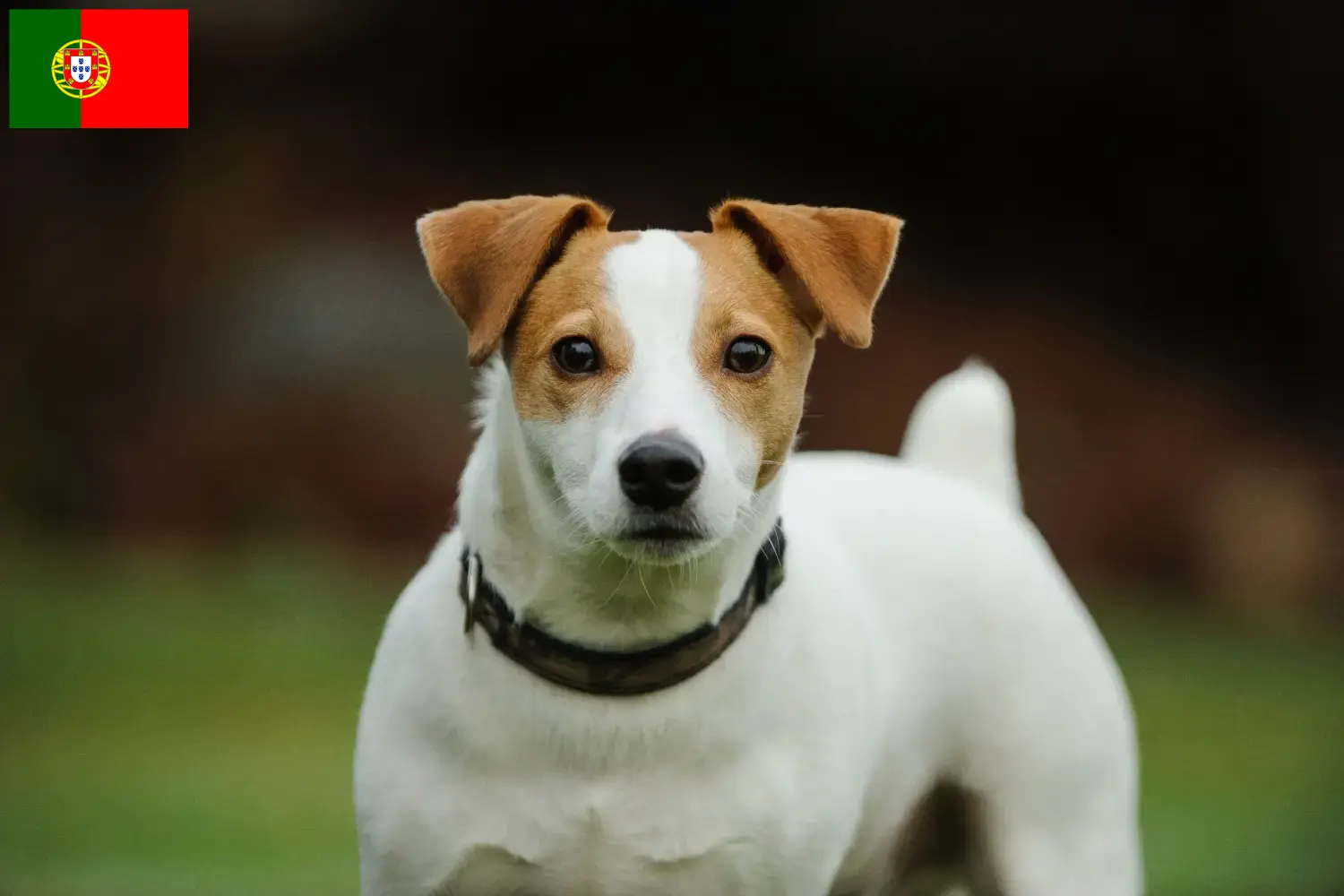 Read more about the article Hodowcy i szczenięta Jack Russell w Portugalia