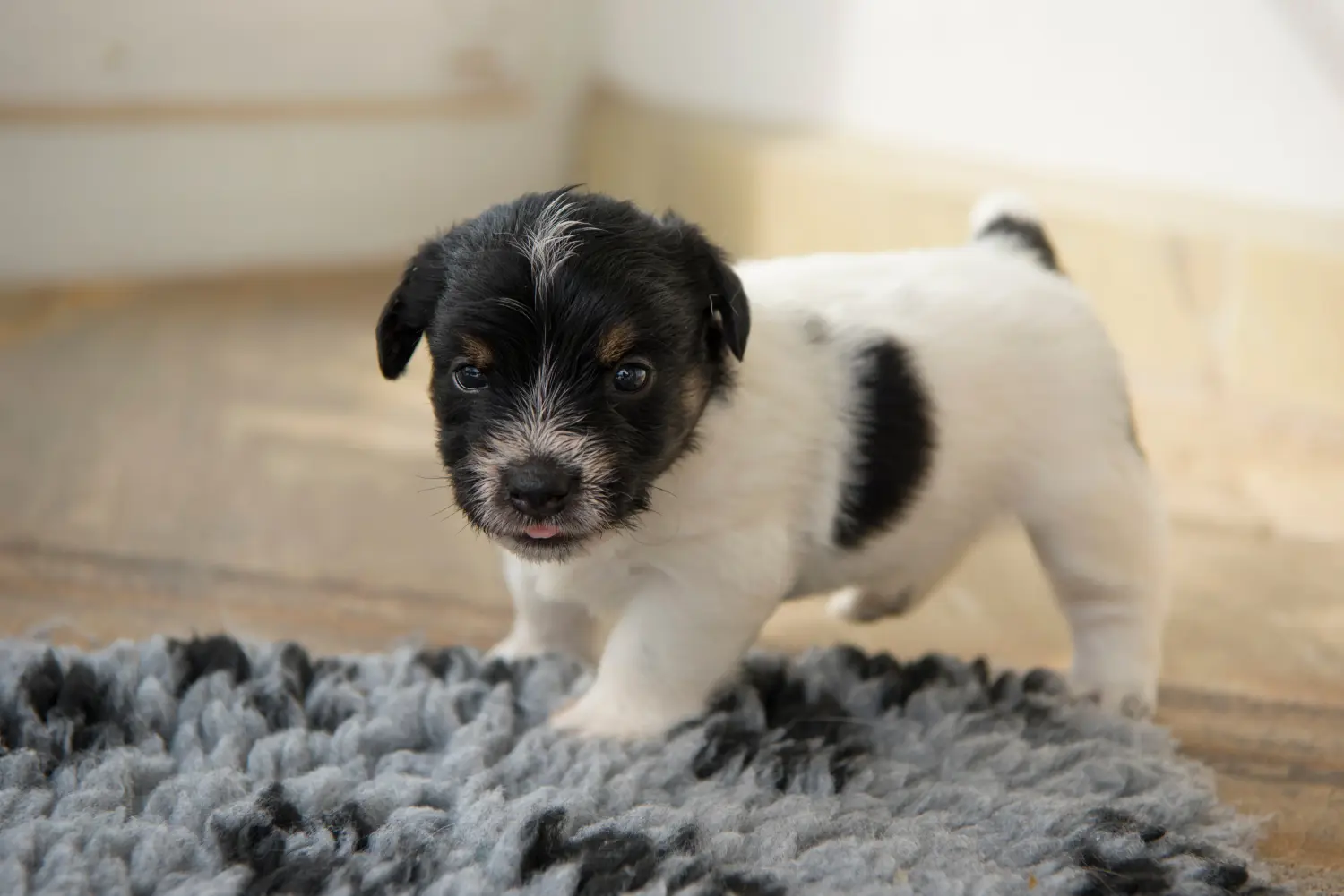 Kupno szczeniaka rasy Jack Russell oznacza wzięcie na siebie odpowiedzialności! Kup szczenięta rasy Jack Russell.