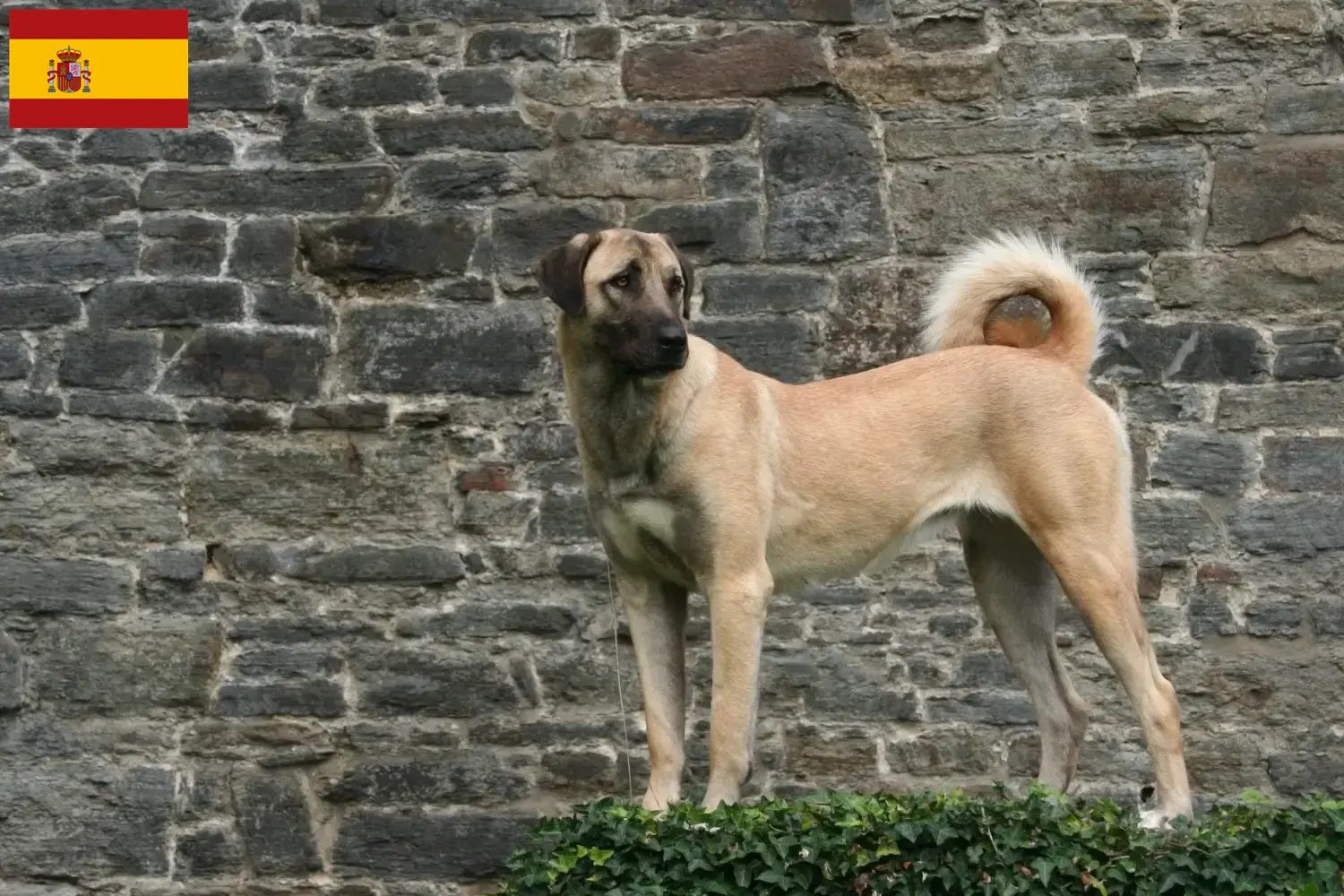 Kangal szczenięta i hodowcy Hiszpania Tutaj znajdziesz hodowców rasy Kangal w Hiszpania.