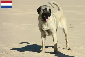 Read more about the article Hodowcy i szczenięta rasy Kangal w Holandia