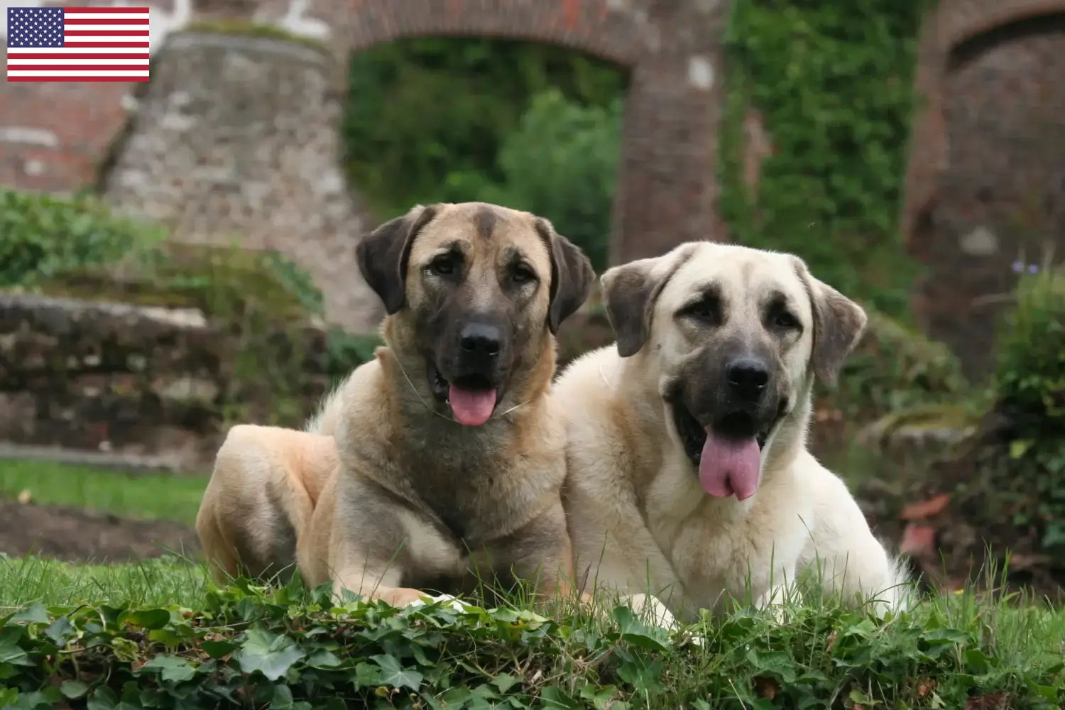 Kangal szczenięta i hodowcy USA Tutaj znajdziesz hodowców rasy Kangal w USA.