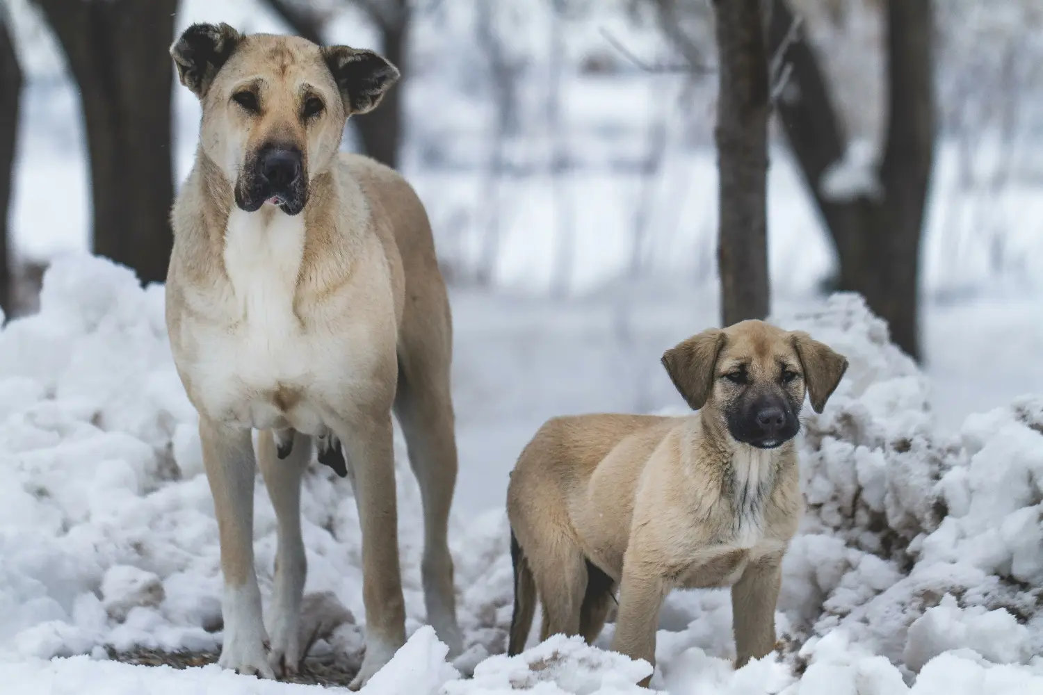 Zakup szczeniaka rasy Kangal oznacza wzięcie na siebie odpowiedzialności! Kup szczenięta rasy Kangal.