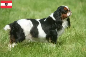 Read more about the article King Charles Spaniel hodowcy i szczenięta w Austria