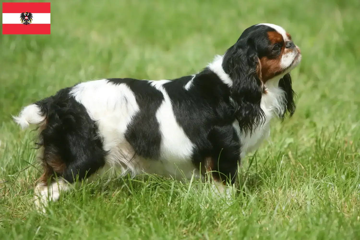 Read more about the article King Charles Spaniel hodowcy i szczenięta w Austria