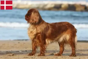 Read more about the article King Charles Spaniel hodowcy i szczenięta w Dania