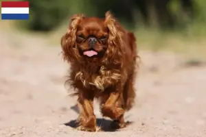 Read more about the article Hodowcy rasy King Charles spaniel i szczenięta w Holandia