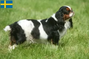 Read more about the article Hodowcy rasy King Charles spaniel i szczenięta w Szwecja