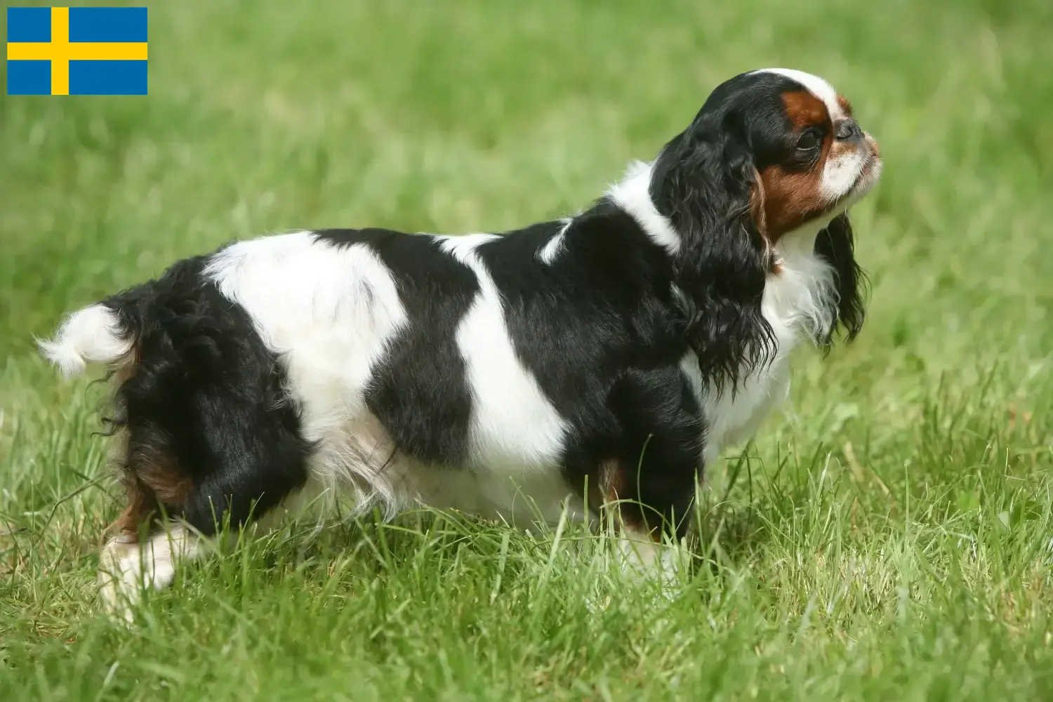 Read more about the article Hodowcy rasy King Charles spaniel i szczenięta w Szwecja