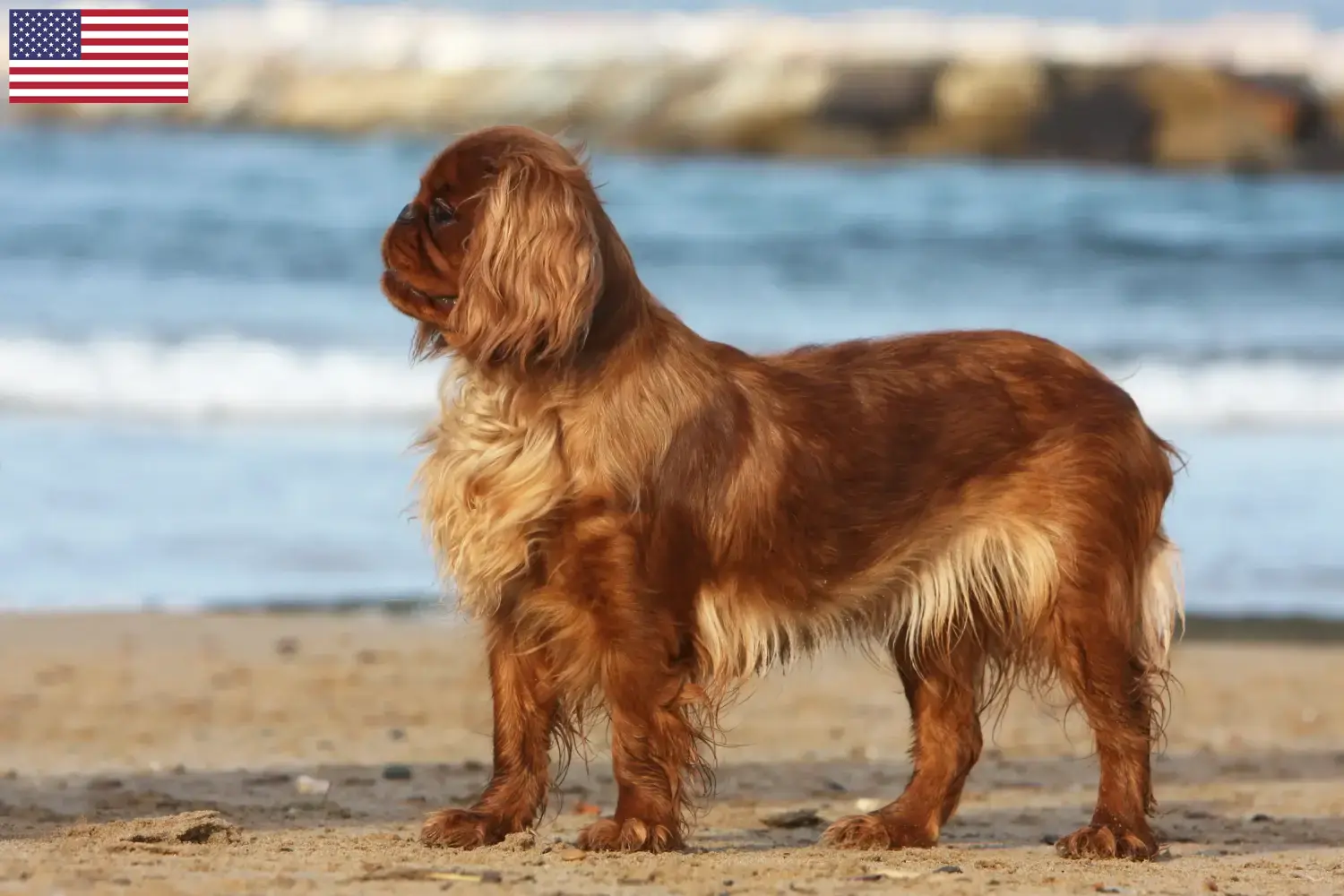 Read more about the article King Charles spaniel – hodowcy i szczenięta w USA