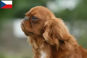 Read more about the article Hodowcy rasy King Charles spaniel i szczenięta w Czechy