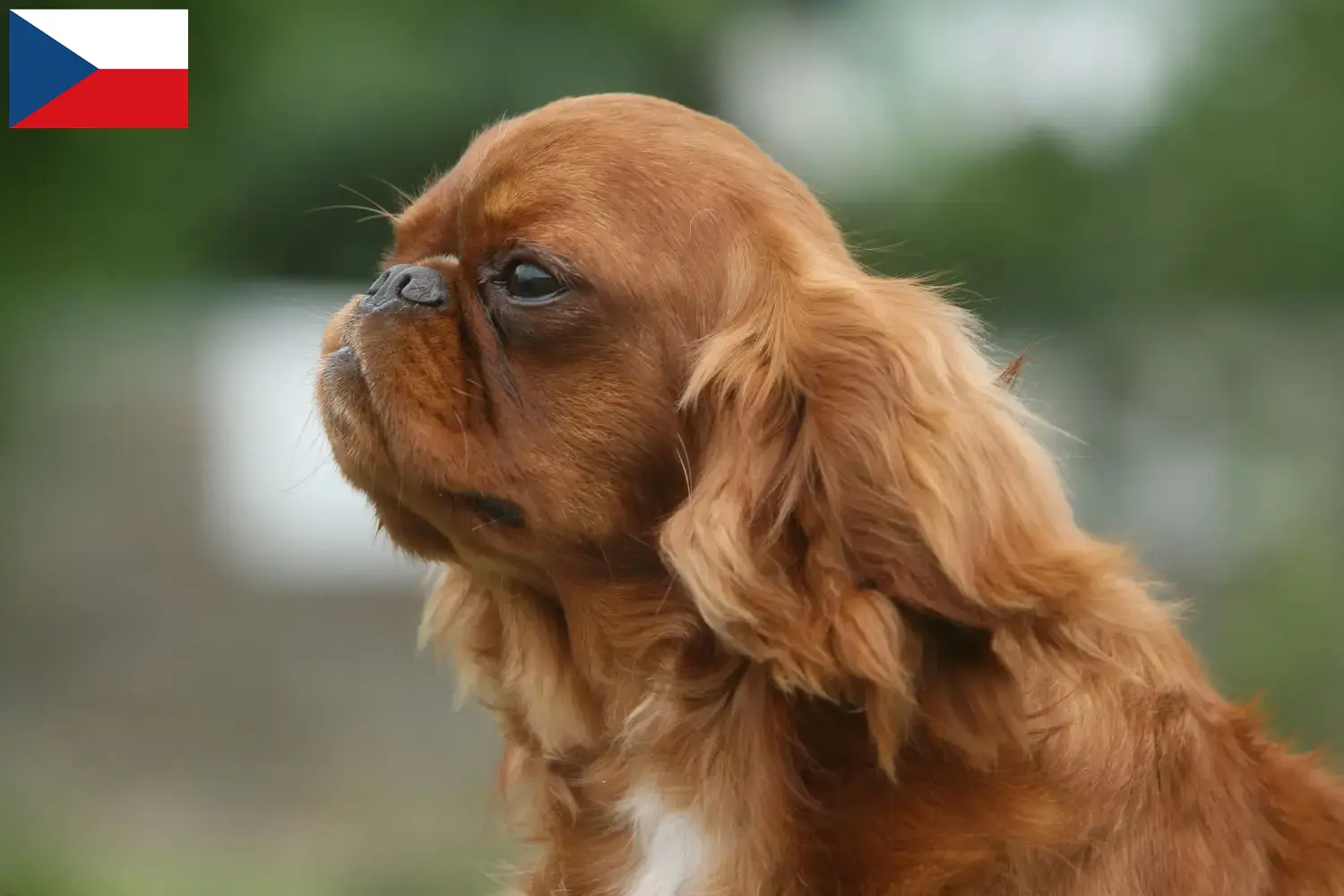 Read more about the article Hodowcy rasy King Charles spaniel i szczenięta w Czechy